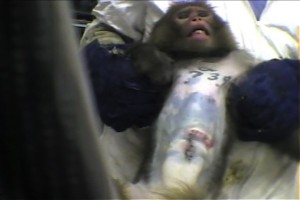 (video still) monkey with injuries being restrained by a person
