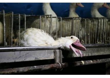 Gordon Ramsay Shamed for Selling Vile Foie Gras From Tortured Birds – Again