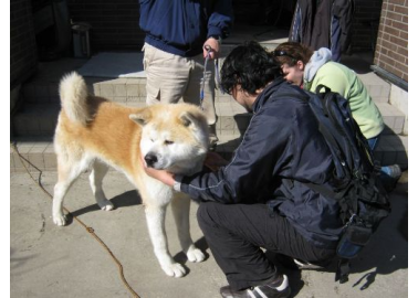Animal Rescue Efforts Continue in Japan
