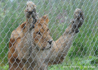 Why You Should Never Watch Live Zoo Cameras