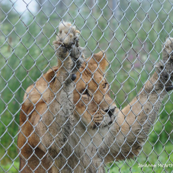 Animals in Zoos: Condemned to a Life Behind Bars