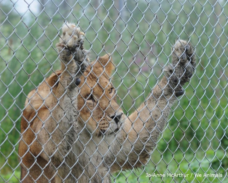 Lioness caged in a zoo