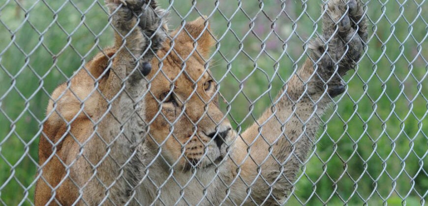 Zoos | Animals Are Not Ours to Use for Entertainment | PETA UK