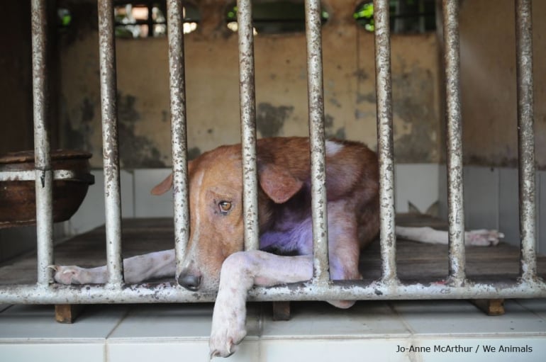 Homeless dog waits in shelter