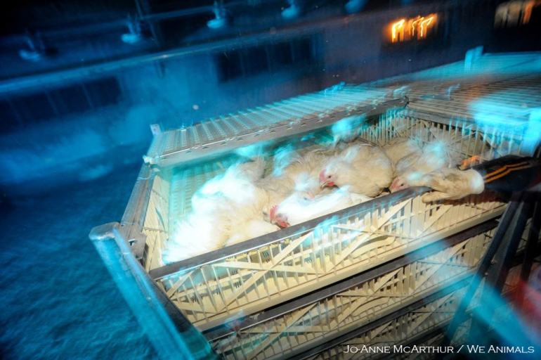 Chickens in crates for transport