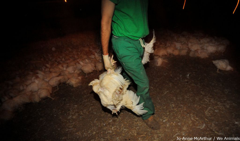 Broiler chickens being taken to slaughter