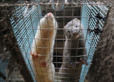 12 Reasons Why Ireland Needs to Ban Fur Farms ASAP