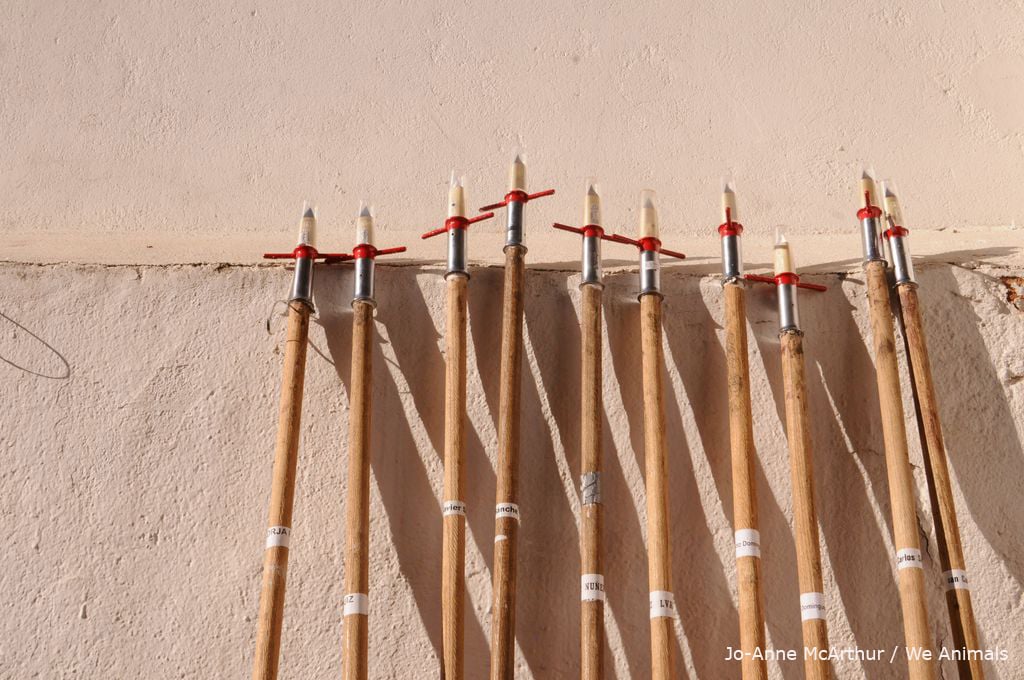 Spears used in bullfights to stab bulls