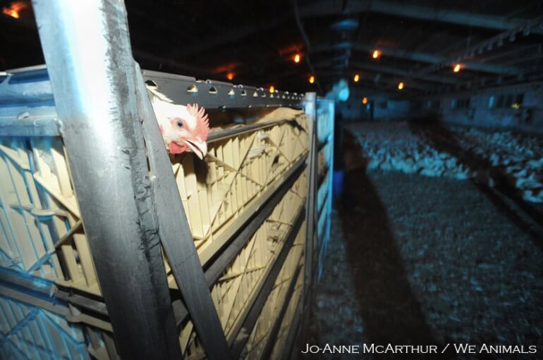 Broiler chickens in crate