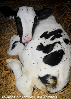 WeAnimals_Veal