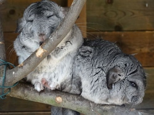 Wildpark_Klosterwald_Chinchilla_01