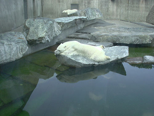 Wilhelma Polar Bear CC