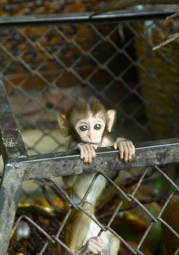 Baby monkey in a zoo