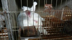 angora rabbit in cage with eye discharge 1