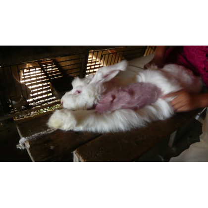 Angora Investigation Reveals Screaming Bunnies Plucked Alive