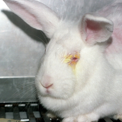 Help Make Europe a Cruelty-Free Marketplace for Household Products and Their Ingredients