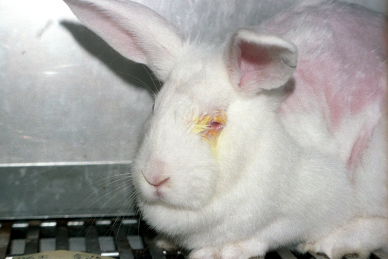 Rabbit Used in Animal Testing at Biosearch