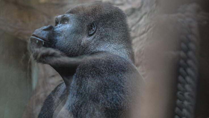 A gorilla in a zoo