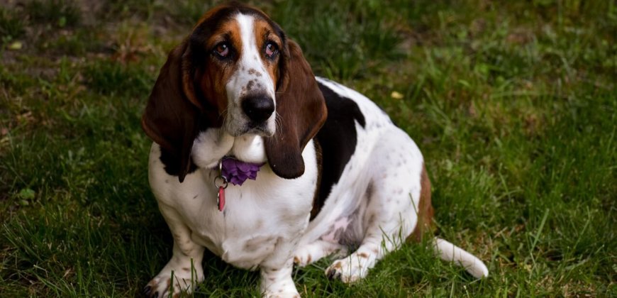 6 Dogs Who Are Winning At Crufts But Losing At Life