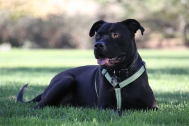 Black Dog on Grass