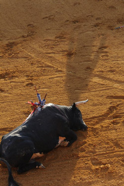 Injured bull in the arena after being attacked by matador, Spain