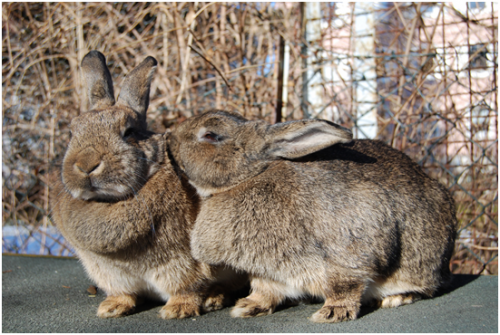 rabbits are just some of the animals harmed in experiments in UK laboratories