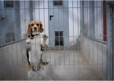 Final Appeal: Please Take Action Now for the AstraZeneca Beagles