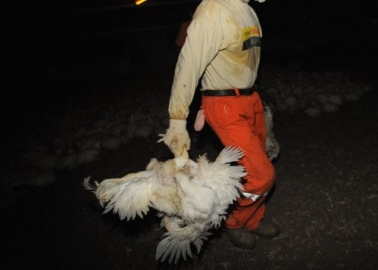 These Disgusting Revelations About the UK Chicken Industry Will Confirm Your Worst Fears About Meat