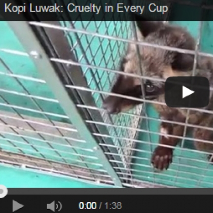 Pledge Never to Drink Vile Civet Coffee