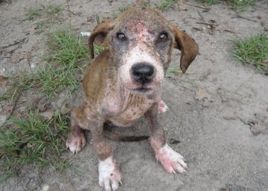 Cruelty to Animals