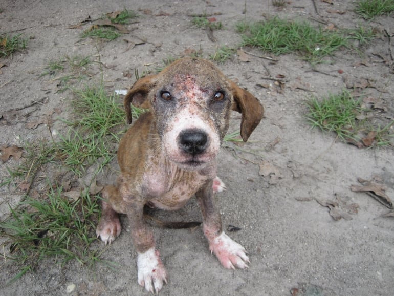 Puppy dog with mange named Pokey.