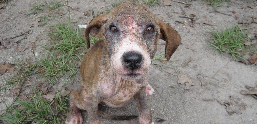 Cruelty to Animals | Animals Are Not Ours to Abuse | Animals Are Not Ours to Abuse | PETA UK Cruelty to Animals | Animals Are Not Ours to Abuse | Animals Are Not Ours to Abuse | PETA UK