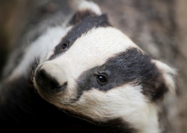 Badger Culling – Barbaric and Misguided
