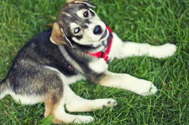 Cute Puppy on Grass Outside