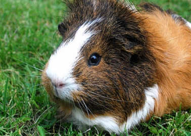 PETA Funds Pioneering New Non-Animal Testing Method!