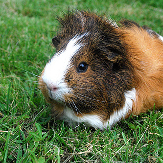 cute guinea cc