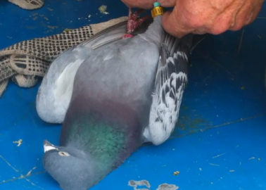 Cold-Blooded Killers – Routine Cruelty in Pigeon Racing Exposed