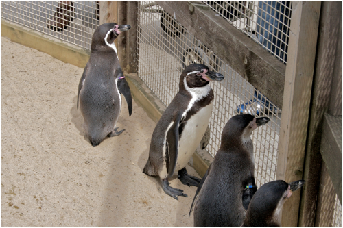 depressed penguins