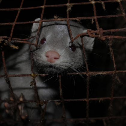 Cruelty Assured: The Truth About the Fur Trade