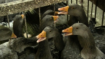 Geese crammed in pen on foie gras farm