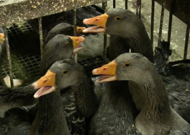 Foie Gras Industry Group Takes Aim at #EndTheCageAge Campaign