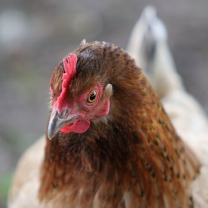 Chicken close-up