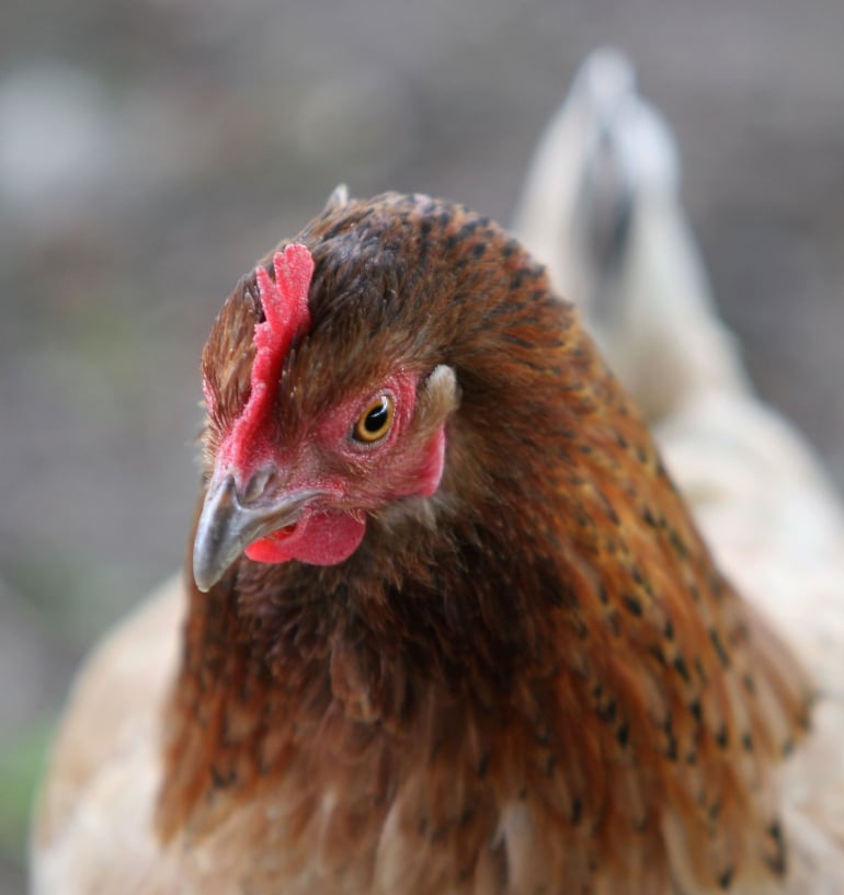 Chicken close-up