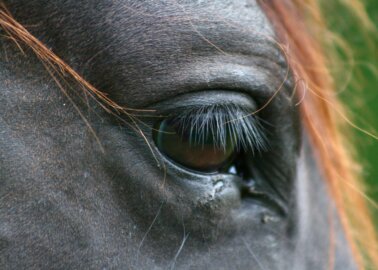 Horses Spared From Life of Misery on Oxford Streets