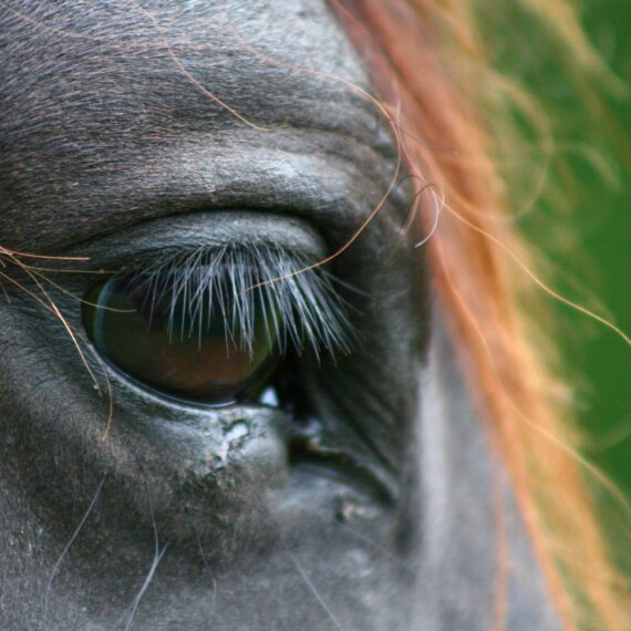 Horse Racing: Gambling on Animals’ Lives