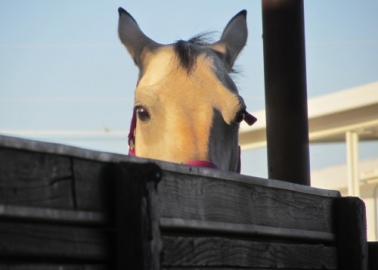 Cheltenham: Gambling With Animals’ Lives