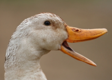 Advantage Ducks and Geese – Foie Gras Is Out at Wimbledon