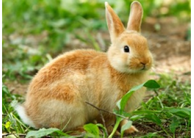 More Rabbits Spared From a Life of Suffering