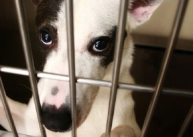Top Dog Breeders Convicted of Cruelty