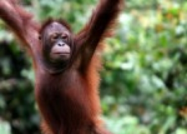 Palm Oil: There’s a Bit of Orangutan Suffering in Every Drop